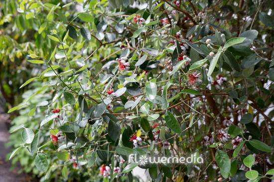 Acca sellowiana - Pineapple guava (111800)