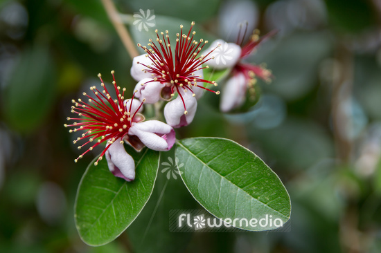 Acca sellowiana - Pineapple guava (111802)