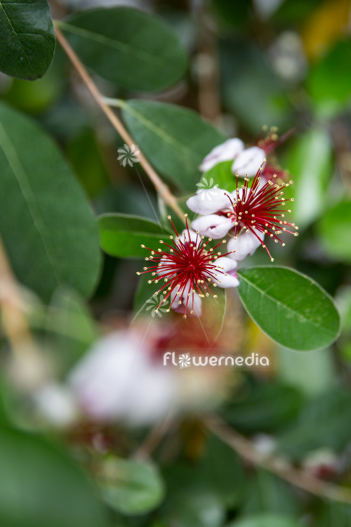 Acca sellowiana - Pineapple guava (111803)