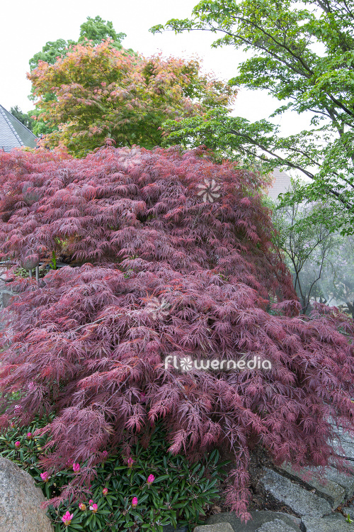Acer palmatum 'Garnet' - Japanese maple (112380)