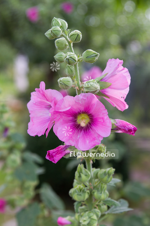 Alcea rosea - Common hollyhock  Cultivar (108909) - flowermedia