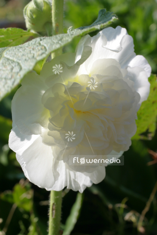 Alcea rosea 'Pleniflora-Weiß' - Full-flowering hollyhock (108918)