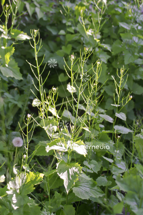 Alliaria petiolata - Garlic mustard (108978)