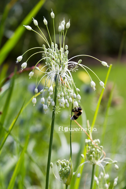 Allium carinatum ssp. pulchellum - White keeled garlic (107087)