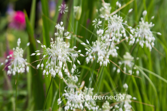 Allium carinatum ssp. pulchellum - White keeled garlic (107089)