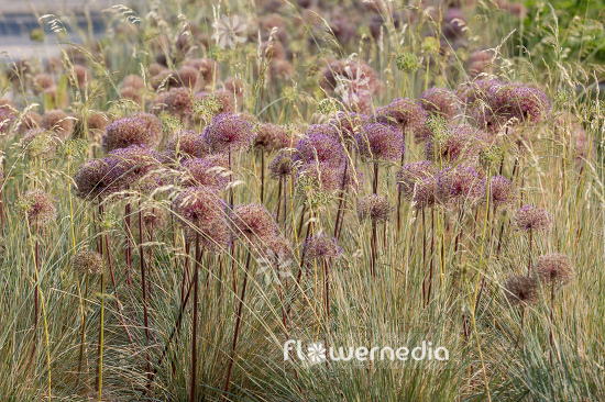 Allium with grasses (107136)