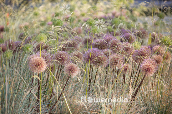 Allium with grasses (107282)