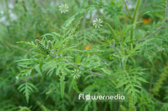 Ambrosia artemisiifolia - Common ragweed (109052)