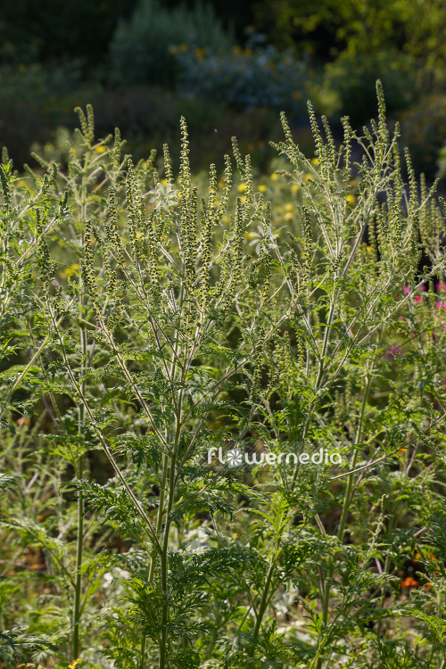 Ambrosia artemisiifolia - Common ragweed (109063)