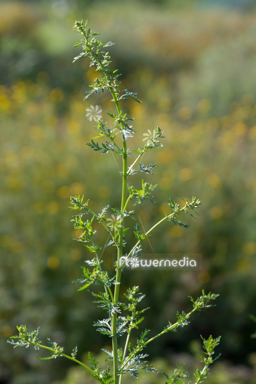 Artemisia annua - Sweet wormwood (112799) - flowermedia