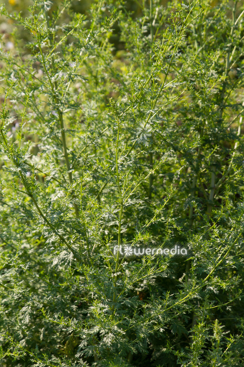 Artemisia annua - Sweet wormwood (112801) - flowermedia