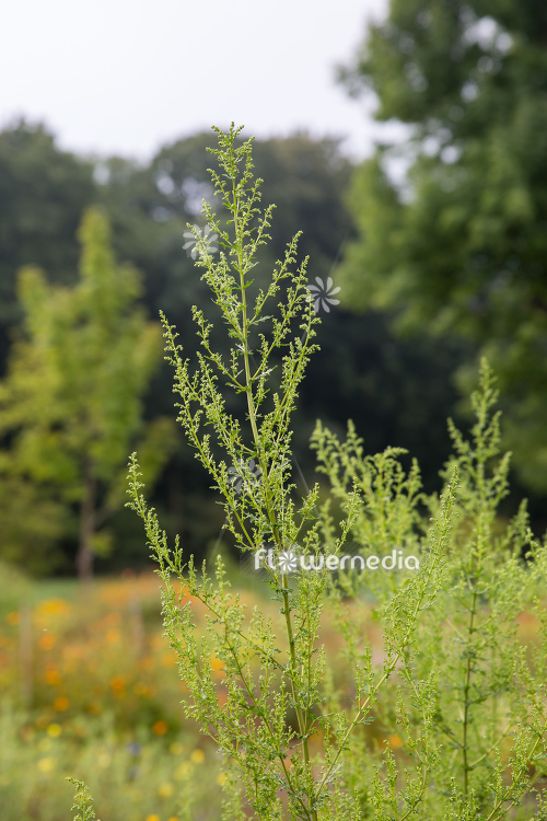 Artemisia annua - Sweet wormwood (112801) - flowermedia