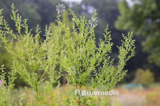 Artemisia annua - Sweet wormwood (112803)