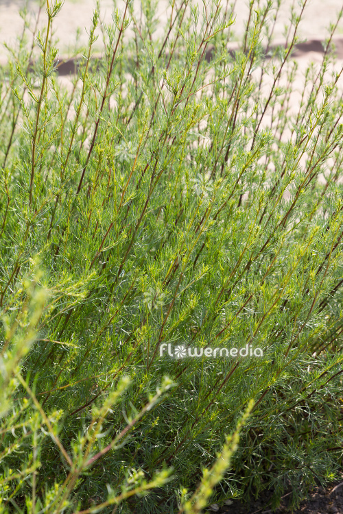 Artemisia campestris - Field wormwood (112810)