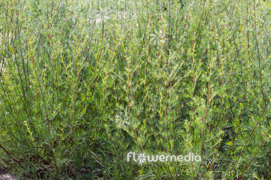 Artemisia campestris - Field wormwood (112812)