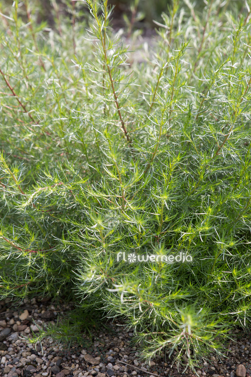 Artemisia campestris - Field wormwood (112813)