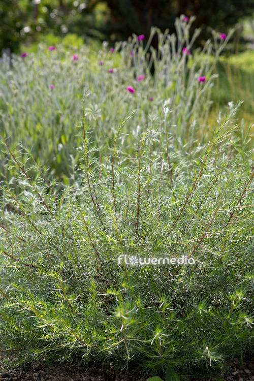 Artemisia campestris - Field wormwood (112814)
