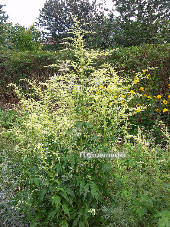 Artemisia lactiflora 'Elfenbein' - White mugwort (112349)
