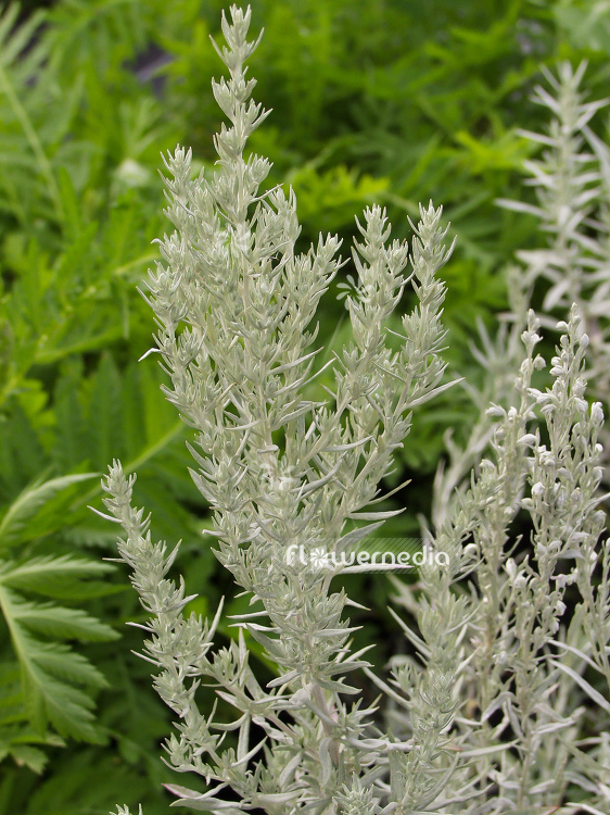 Artemisia ludoviciana - Western mugwort (100340)