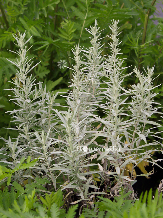 Artemisia ludoviciana - Western mugwort (100341)