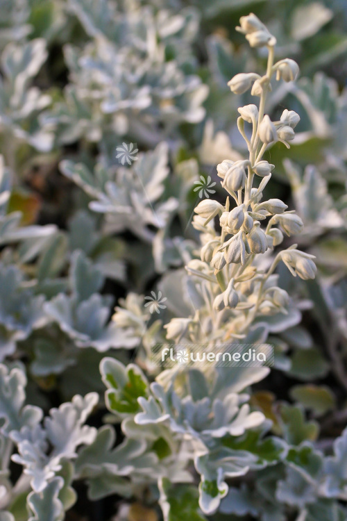 Artemisia stelleriana - Beach wormwood (102543)