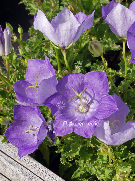Campanula carpatica Carpathian bellflower (100539) flowermedia