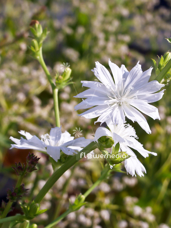 Cichorium intybus f. album - White-flowered chicory (100637)