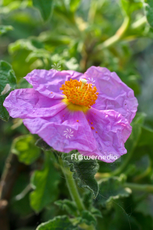 Cistus Creticus Rock Rose – 10 Seeds, Perennial Flower Seeds By Georgiavines