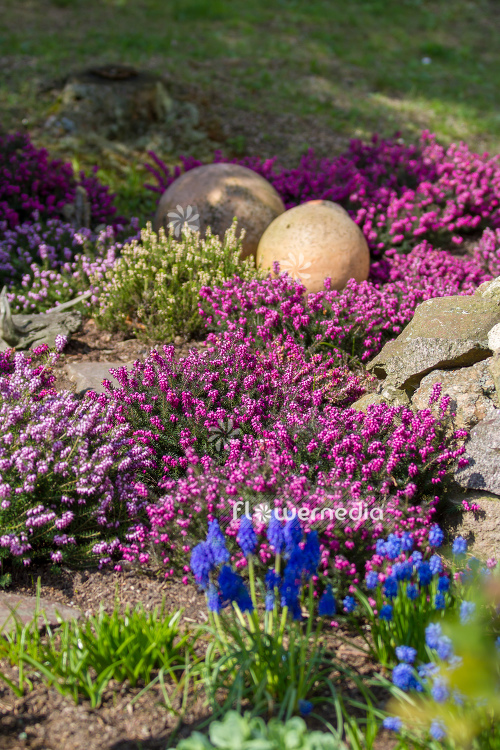 Erica carnea - Alpine heath (110502)