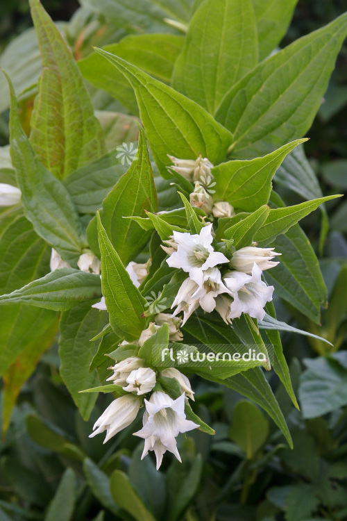 Gentiana asclepiadea 'Alba' - White willow gentian (103476)
