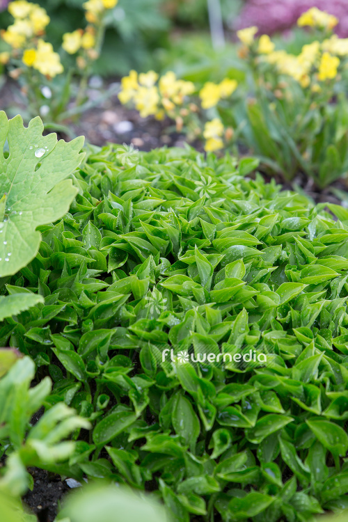 Hosta venusta - Plantain lily (107991)