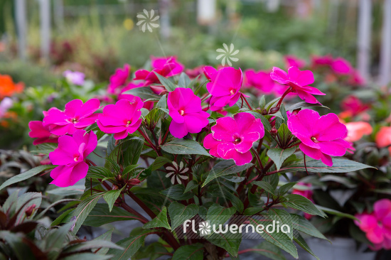 180 HIGH QUALITY FLOWER SEEDS /OPAL IMPATIENS BUSY LIZZIE WALLERIANA 