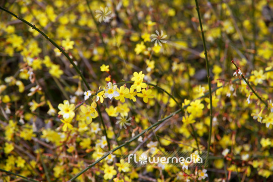 Jasminum nudiflorum - Winter jasmine (110884)