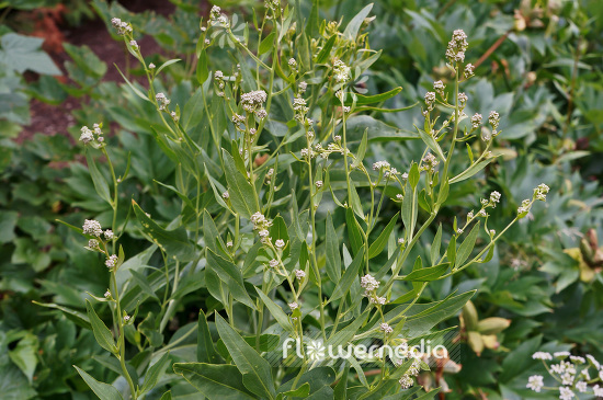 Lepidium latifolium - Broadleaved pepperweed (103862)