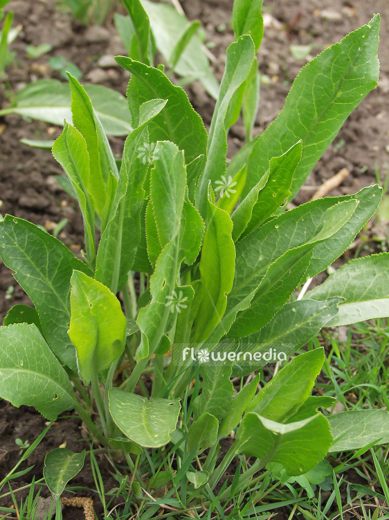 Lepidium latifolium - Broadleaved pepperweed (111728)