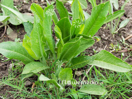 Lepidium latifolium - Broadleaved pepperweed (111729)