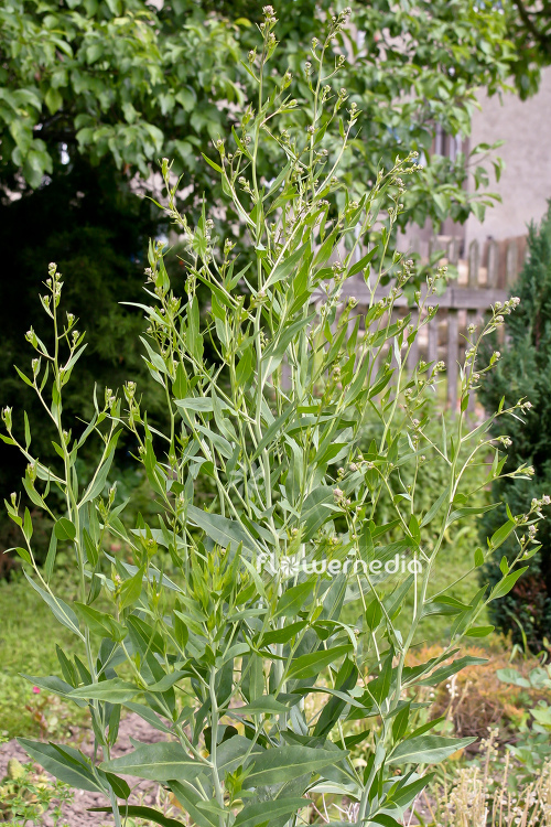 Lepidium latifolium - Broadleaved pepperweed (111730)