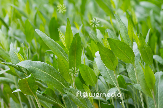 Lepidium latifolium - Broadleaved pepperweed (111731)