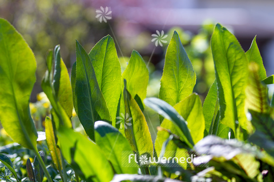 Lepidium latifolium - Broadleaved pepperweed (111737)