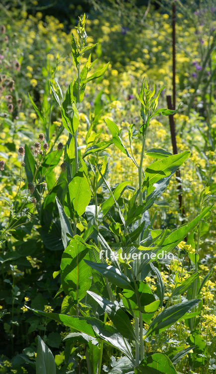 Lepidium latifolium - Broadleaved pepperweed (111740)