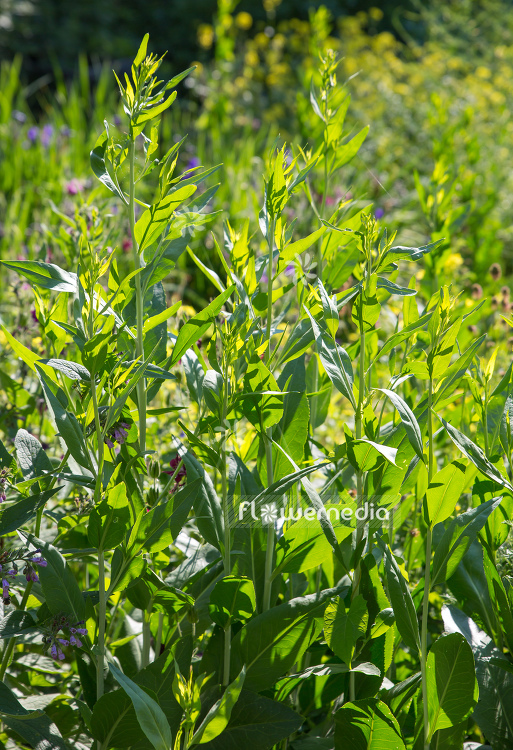 Lepidium latifolium - Broadleaved pepperweed (111741)