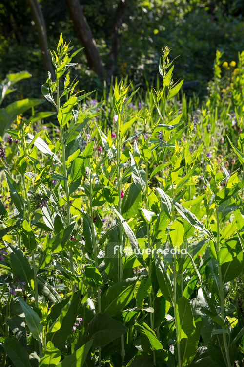 Lepidium latifolium - Broadleaved pepperweed (111743)