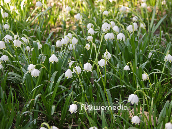 Leucojum vernum - Spring snowflake (106012)