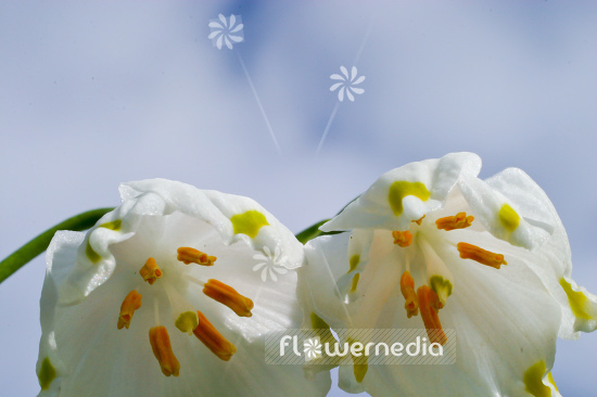 Leucojum vernum - Spring snowflake (106029)