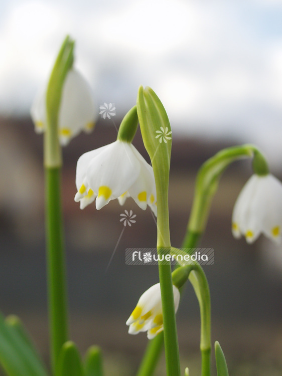 Leucojum vernum var. carpathicum - Spring snowflake (106013)