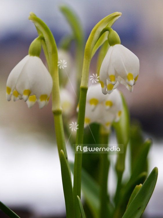 Leucojum vernum var. carpathicum - Spring snowflake (106014)
