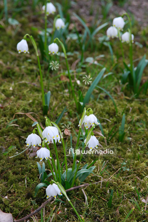 Leucojum vernum var. carpathicum - Spring snowflake (106044)