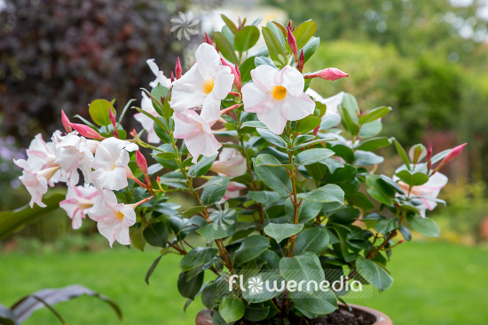 Mandevilla x amabilis - Chilean jasmine (110864)
