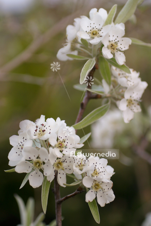 Pyrus salicifolia - Willow-leaved pear (104540)