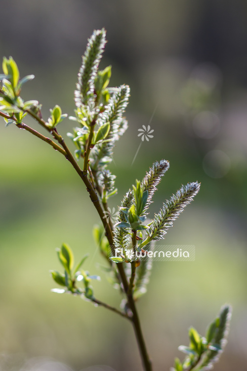 Salix bicolor - Two-coloured willow (104675)